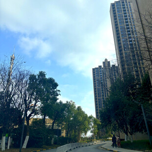 城市高楼旁的林荫道路