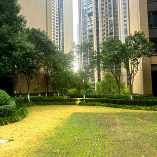 小区内的绿化景观