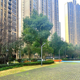 城市中绿意盎然的休闲步道