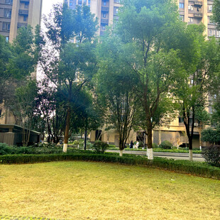 小区内的绿化草坪景观