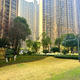 城市中的绿植与高层住宅