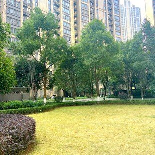 城市中的静谧绿地景观