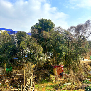 乡村野外的树木与简易围栏