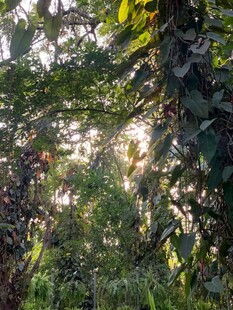 阳光洒落的茂密绿色丛林