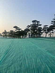 绿色田野与远处树木景观