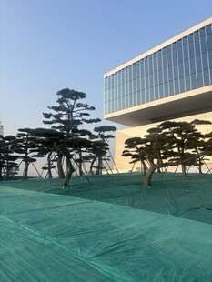 现代建筑前的绿植景观