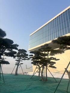 现代建筑旁的造型松树