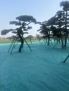 蓝幕场地中的造型树木