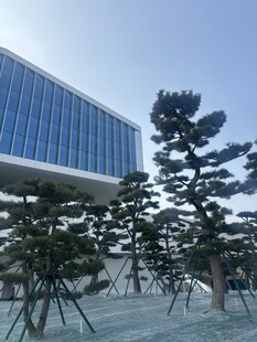 现代建筑旁的造型松树