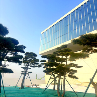 现代建筑旁的造型松树