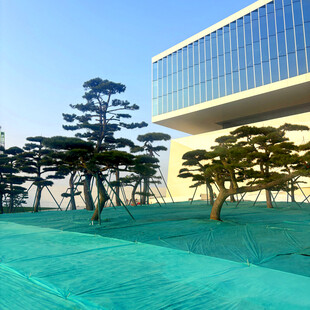 现代建筑旁的翠绿景观树