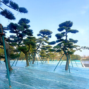 冬日园林中的造型松树景