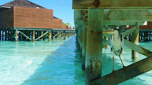 水上木屋栈桥美景