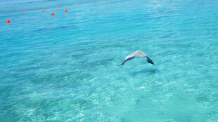海面上飞翔的矫健海鸥