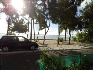 海滨椰树下的车辆风景