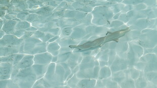 清澈水中的游动小鱼