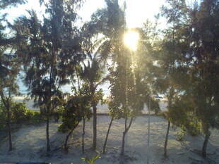 阳光照耀下的椰林美景