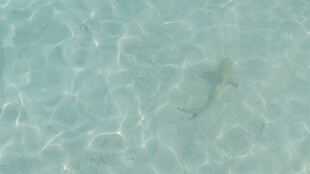 清澈海水中的小鱼