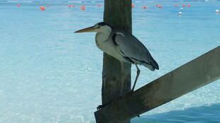 栖息于木杆的灰鹭