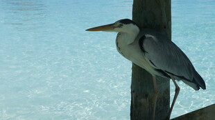 水边栖息的灰鹭