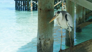 水边栈桥旁的站立白鹭