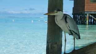 水边鹭鸟立于木柱
