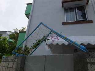 墙边攀爬的白色花卉植物