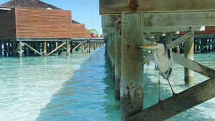 水上木屋下的清澈水域