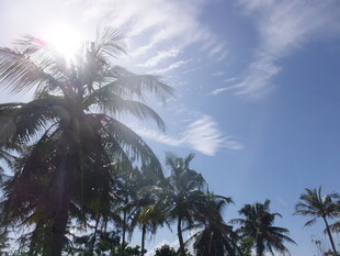 蓝天椰林 夏日清新景致