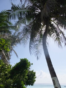 海边挺拔的椰子树