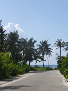 海滨椰林旁的宁静之路