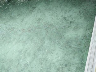 绿色纹理墙面特写