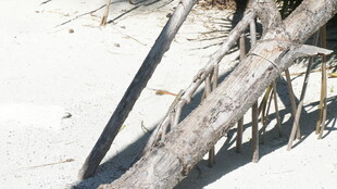 沙滩上的枯树枝