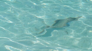 海中畅游的灵动海豚