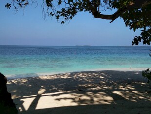 美丽海滨风光 树影婆娑