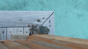 简约室内一角与木质地板