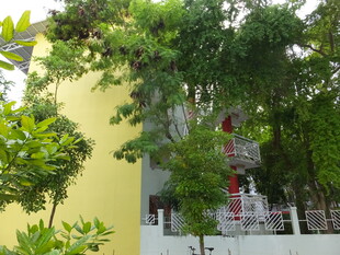 黄墙旁繁茂绿植景观