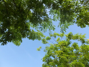 仰视绿树蓝天美景