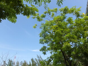 蓝天绿树间的清新景致