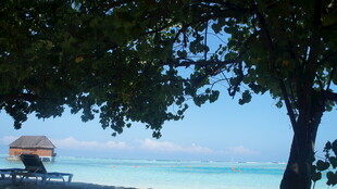 海边树下的惬意休闲时光