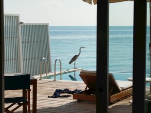 海滨露台躺椅与休憩飞鸟