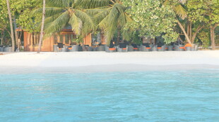 热带海滨风光 椰林沙滩