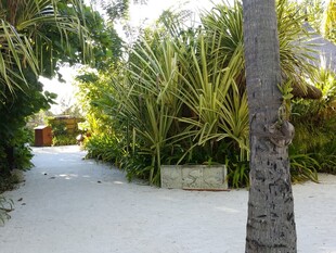 热带风情的林荫白沙小径