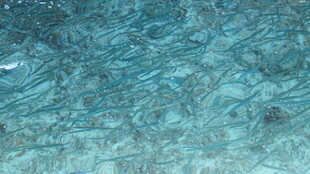 清澈水底纹理画面