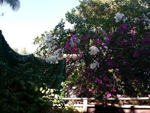 繁花簇拥的户外景致