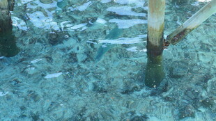 水下木桩与游动小鱼