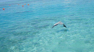 海面上飞翔的海鸥