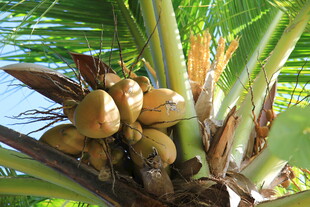 椰树上的饱满椰子果实