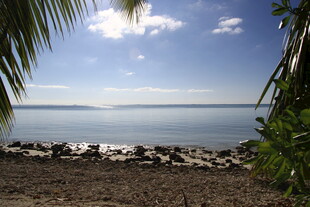 海边风光 椰树相伴的宁静
