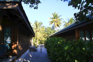 热带风情小屋旁的绿植小径